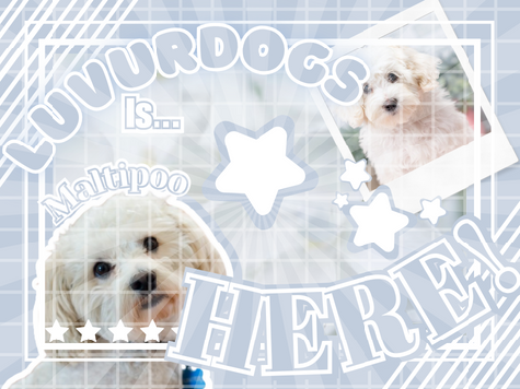 About LuvUrDogs!