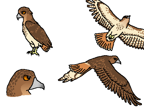 Animorphs Art