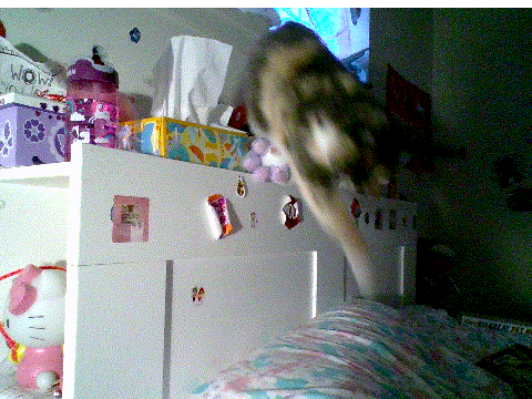 My Cat IRL