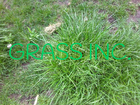 G R A S S