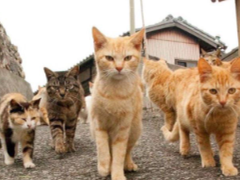 Spottedleaf, Brambleclaw, Sandstorm, and Firestar in real life!
