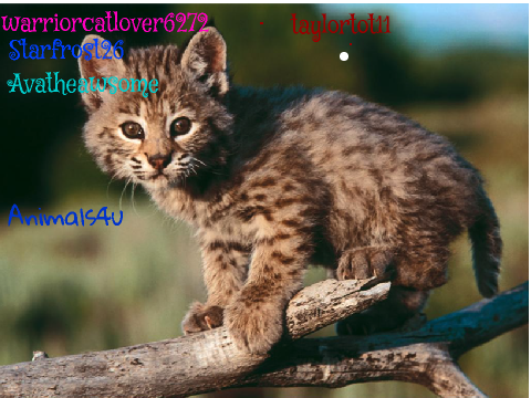 I am Against Bobcat Hunting!!!!! remix remix