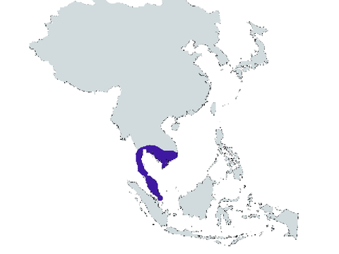 Dai Viet
