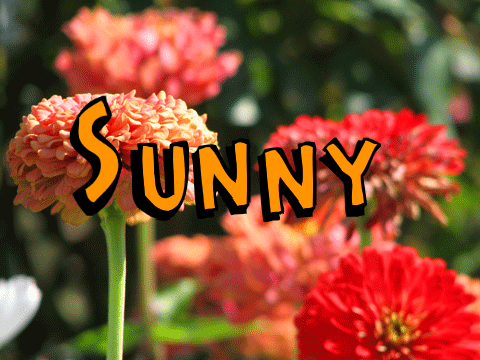 hi i am sunny
