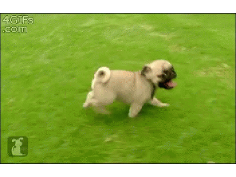 Running Pugs :)