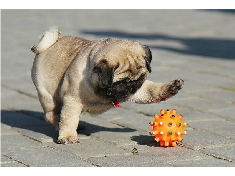 pugs! (video collage)