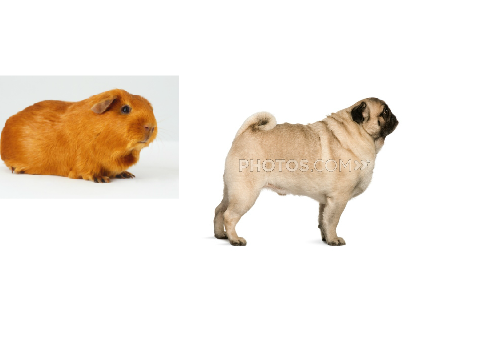 Guinea Pig And Pug