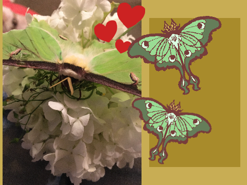 I GOT A PET MOTH
