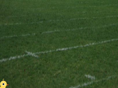 grass