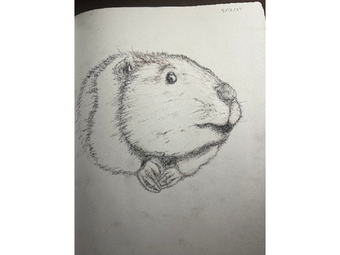 Beaver