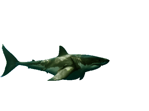 Shark Attack