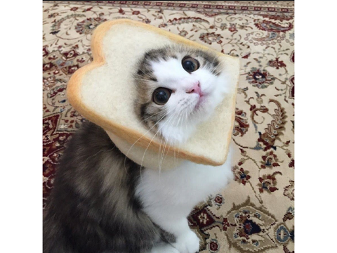 CAT MEME