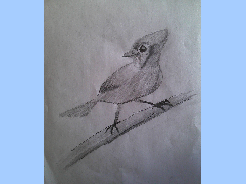 Jay bird sketch
