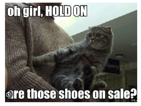 CAT MEME