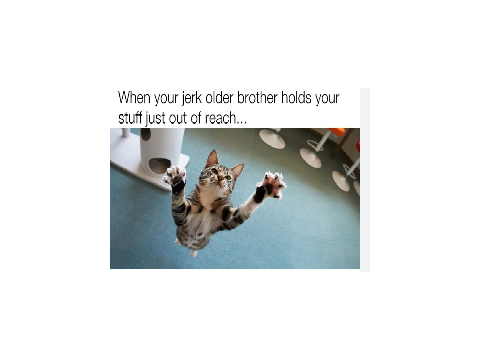 Cat Memes!