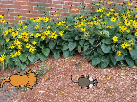 Catch the mouse