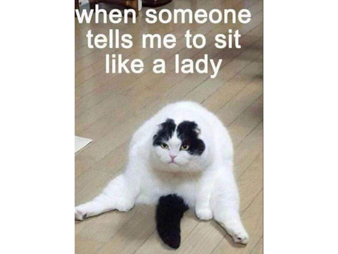 ANOTHER CAT MEME
