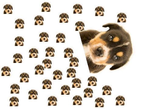Spinning dog