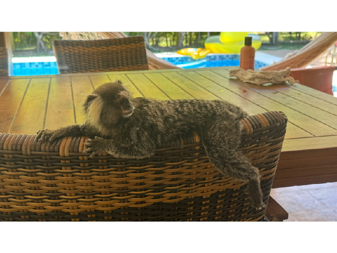 Exotic Animal Pictures I Took Around My House
