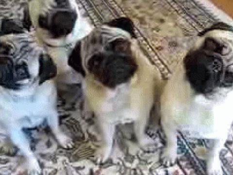 best pug gif ever!!!!!!!!!!!!!!
