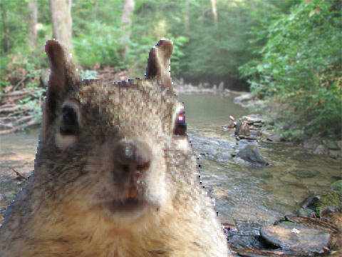 Squirrel Translator (Is)