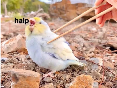 repost if you are this bird
