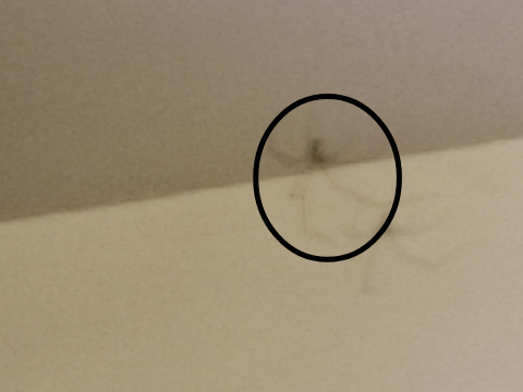 spider