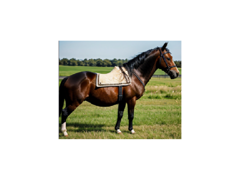Tomás|My horse