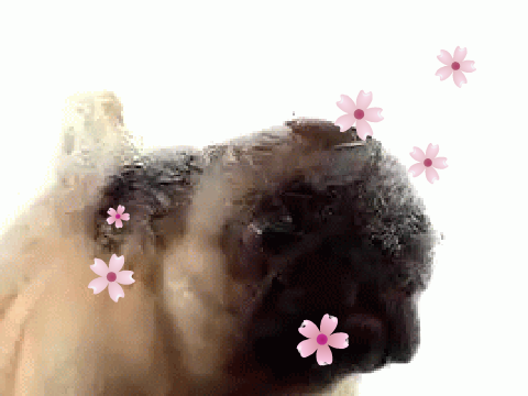 The Pug Who Liked Licking the Screen 