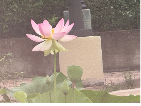 Ｌｏｔｕｓ