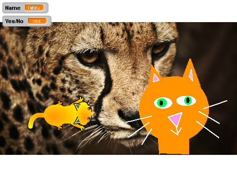 SHOW OF CATS!!!! 