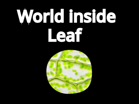 World inside Leaf