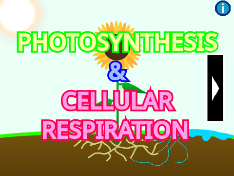 Photosynthesis and Cellular Respiration