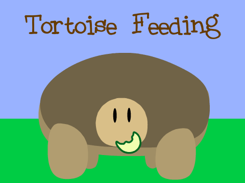 Tortoise Feeding