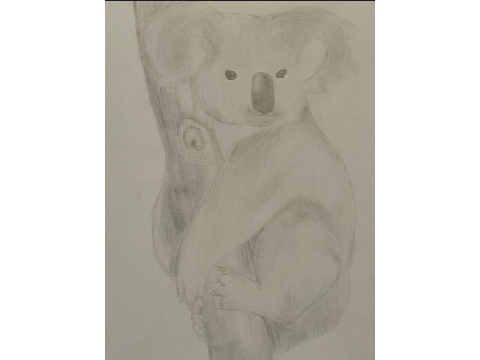 Koala & Eye