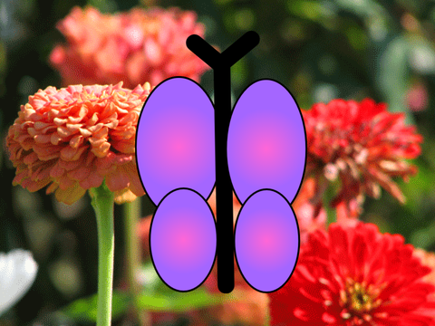 Butterfly Dream!