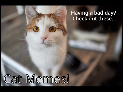 So funny cat memes remix