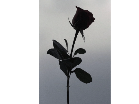 Give a rose to someone you love/Like