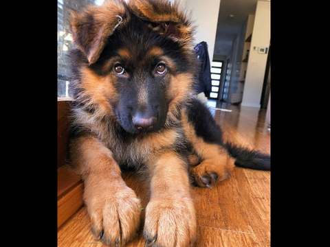 GERMAN SHEPHERD 