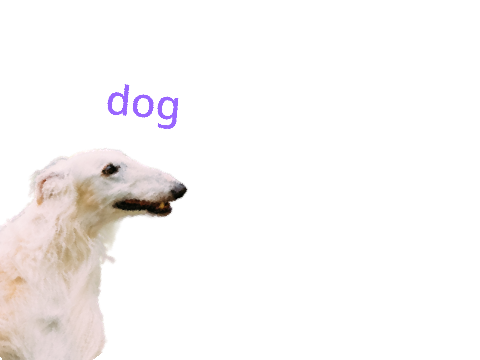 dog 