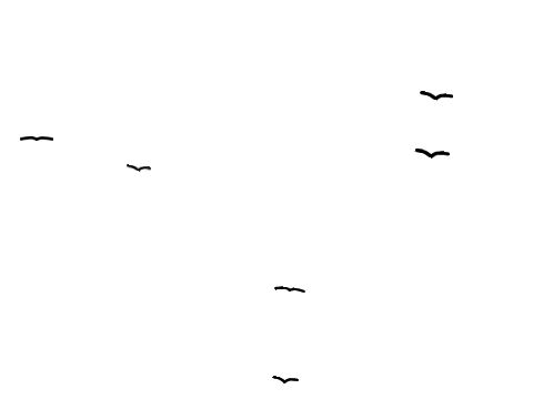 Bird Test?