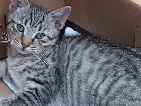 My kitten died