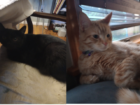 My cats 