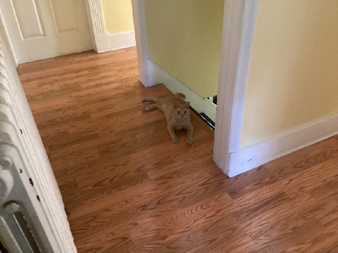 Catsitting photos-