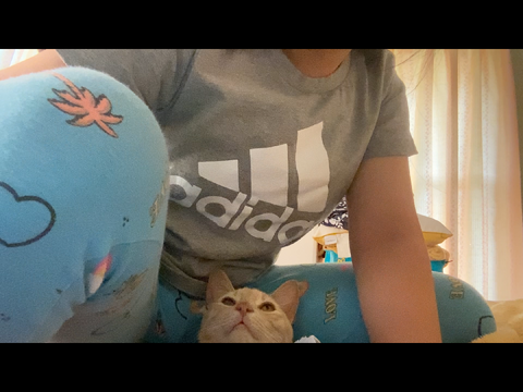 Cat ‘sitting’