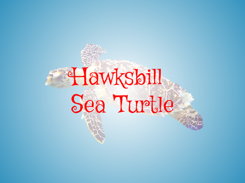 Sea Turtle Block Shade Entry