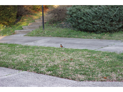 Pictures of Birds 