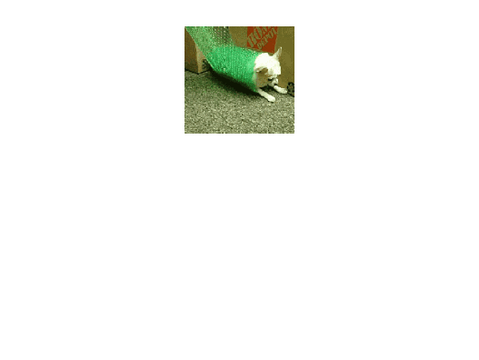 chihuahuaspin.com