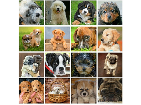 puppies for adoption !! remix