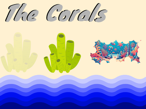 The Corals 